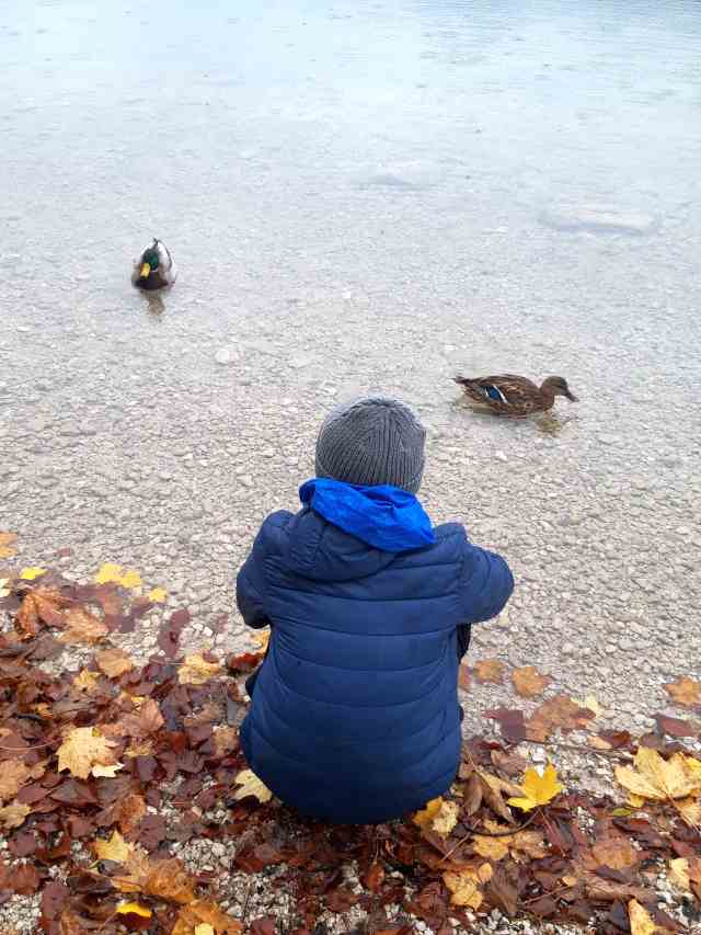 Bild von Junge am See mit Enten